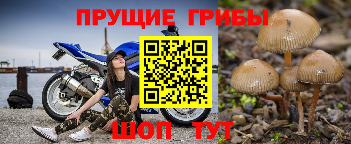 Новокубанск  Галлюциногенные грибы Psilocybine cubensis  Вход с VPN 